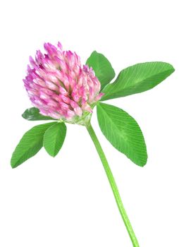 Red clover isolated on a white background
