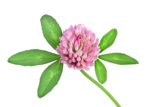 Red clover isolated on a white background