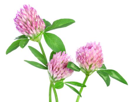 Three red clovers isolated on white background