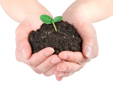 Human hands and young plant isolated on a white background