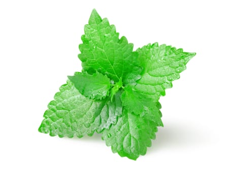 Green mint leaves isolated on white background