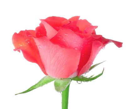 Red rose isolated on a white background