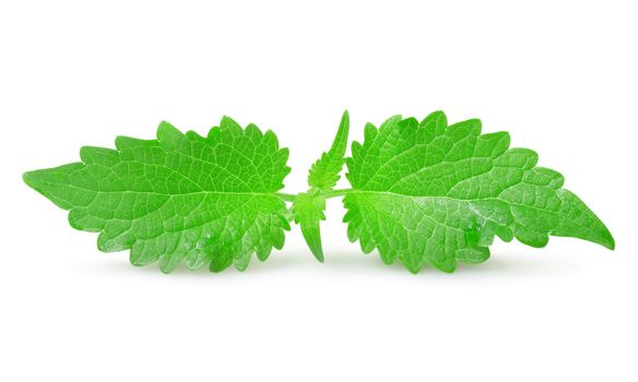 Green mint leaves isolated on white background