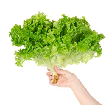 Lettuce in hand isolated on white background