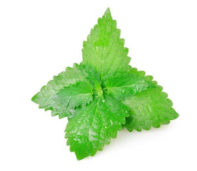 Green mint leaves isolated on white background