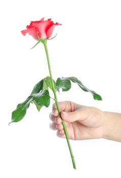 Rose in a hand is isolated on a white background