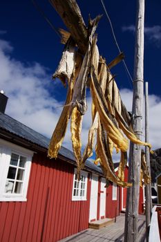 Dried stockfish hanging in front of fishing hut on Lofoten islands in Norway