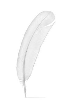 Feather of a pigeon isolated on a white background