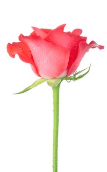 Red rose isolated on a white background