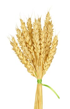 Wheat stems isolated on a white background