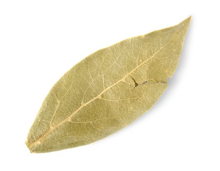 Dried bay leaf isolated on a white background