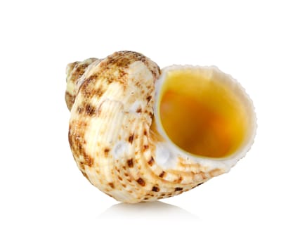 Colorful sea shell isolated on a white background