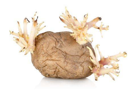 An over ripe sprouting potato on a pure white background