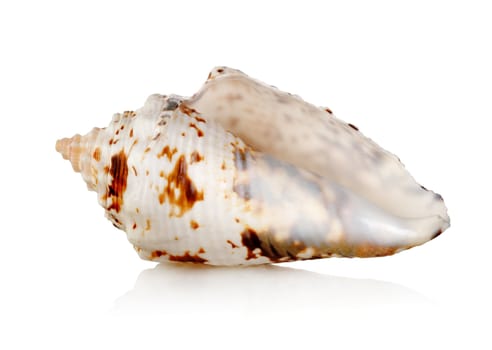 Colorful sea shell isolated on a white background