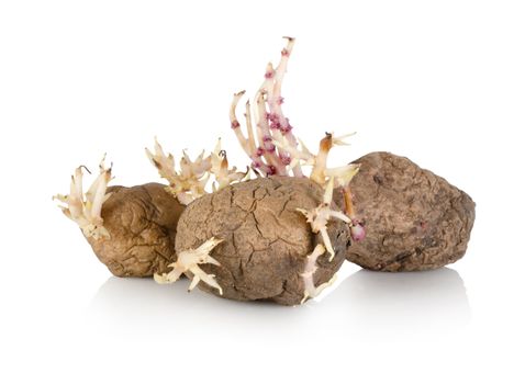 An over ripe sprouting potato isolated on a white background