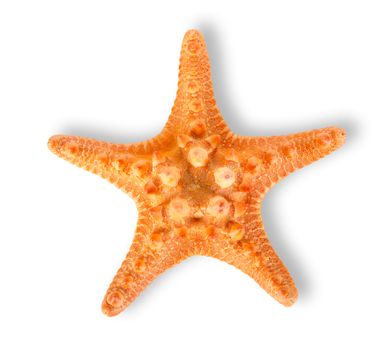 Orange starfish isolated on a white background