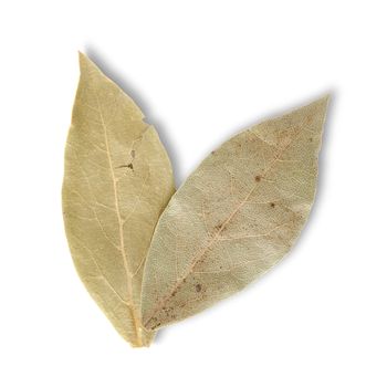 Two bay leaves on a white background