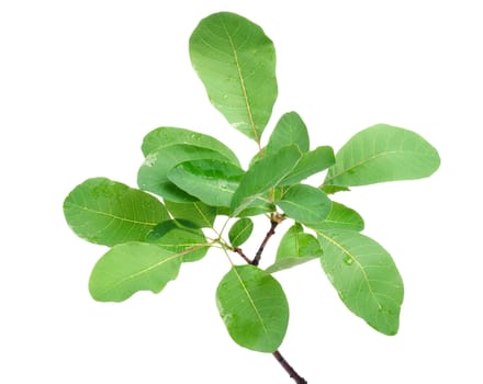 Branch of green leaves isolated on white background