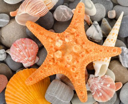 Sea shells with stone as background