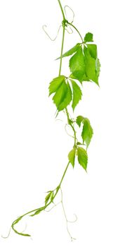 Grape vine leaves isolated on a white background