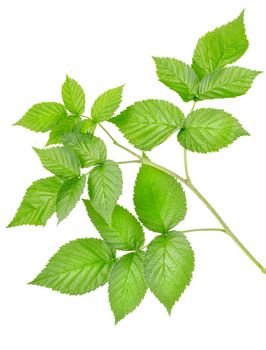 Branch of raspberries isolated on a white background