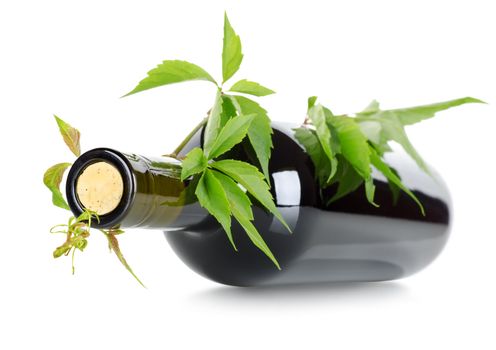 Wine and vine isolated on a white background