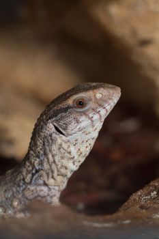 Savannah monitor lizards ( Varanus exanthematicus ) close-up