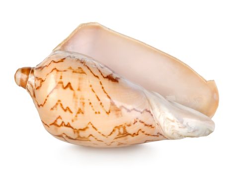 Colorful sea shell isolated on a white background