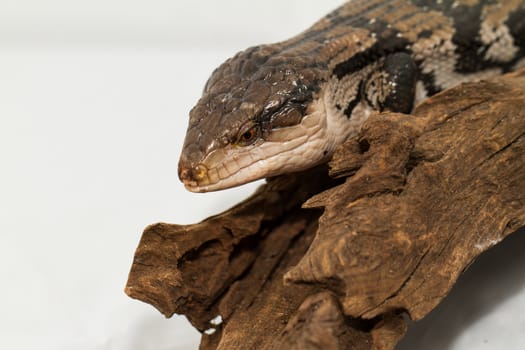 Blue tongued skink on white background (Tiliqua scincoides scincoides)