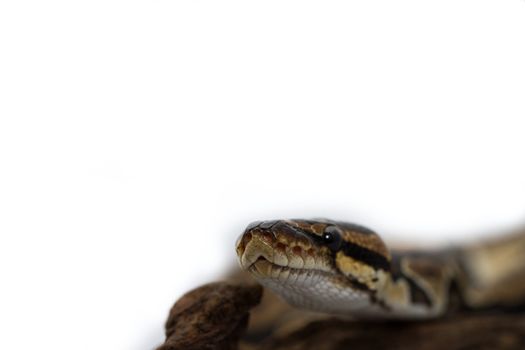 Ball Python close up (Python Regius)