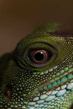 Head and eye of an adult agama (Physignathus cocincinu)