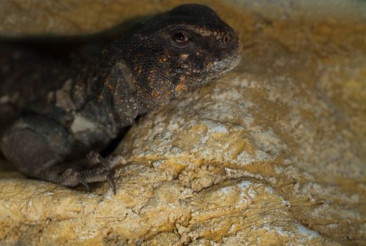 head and eye close up of Egyptian Uromastyx