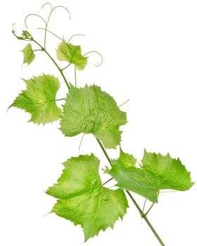 Grape leaves isolated on a white background
