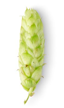Green hop isolated on a white background