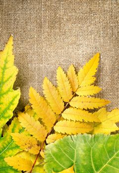 Autumn decoration with leaves on a brown canvas