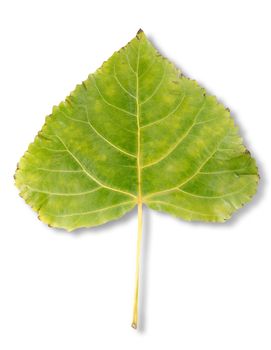 Poplar leaf isolated on a white background. Clipping Path
