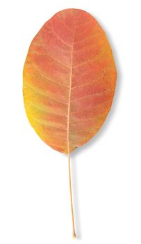 Autumn leaf isolated on a white background. Clipping Path