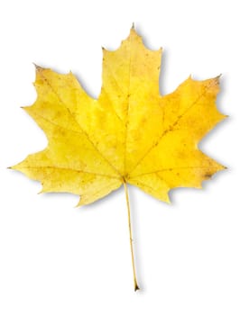 Autumn maple leaf isolated on a white background. Clipping Path