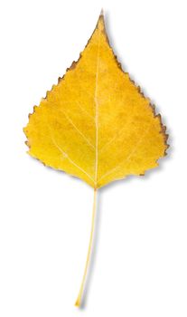 Birch leaf isolated on a white background. Clipping Path