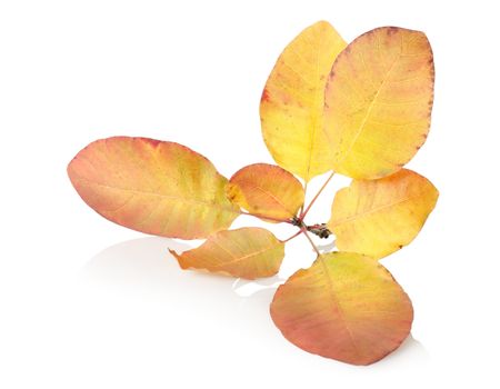 Branch with autumn leaves isolated on white background
