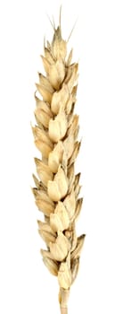 Ripe wheat isolated on a white background