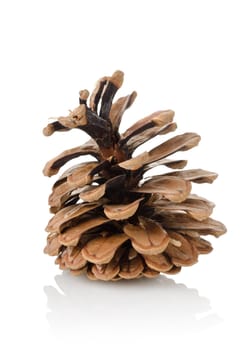 Pine cone isolated on a white background