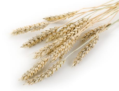 Stalks of wheat on a white background