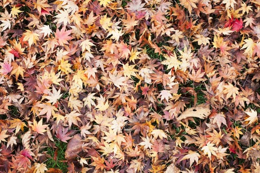 Lawn covered with Japanese maple leaves creating a leaves background