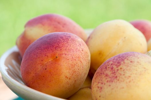 Ripe apricots in a bowl close up.