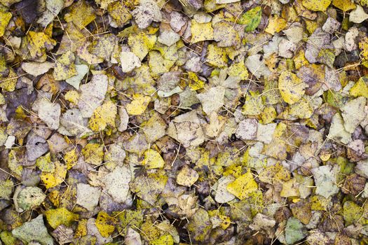 Poplar leaves covering the ground making a leaves background