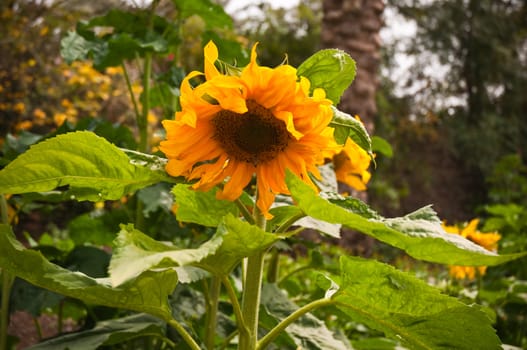 Beautiful sunflower with green leaves .