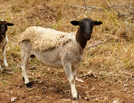Black head dorper sheep on farm live animal raised for meat with half fleece
