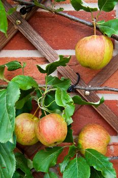 delicious biological apples growing on the backyard garden wall (no chemistries)