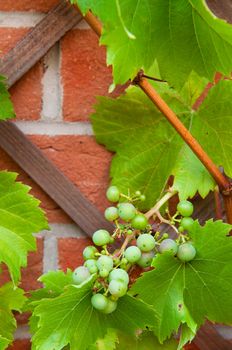 delicious biological grapes growing on the backyard garden wall (no chemistries)